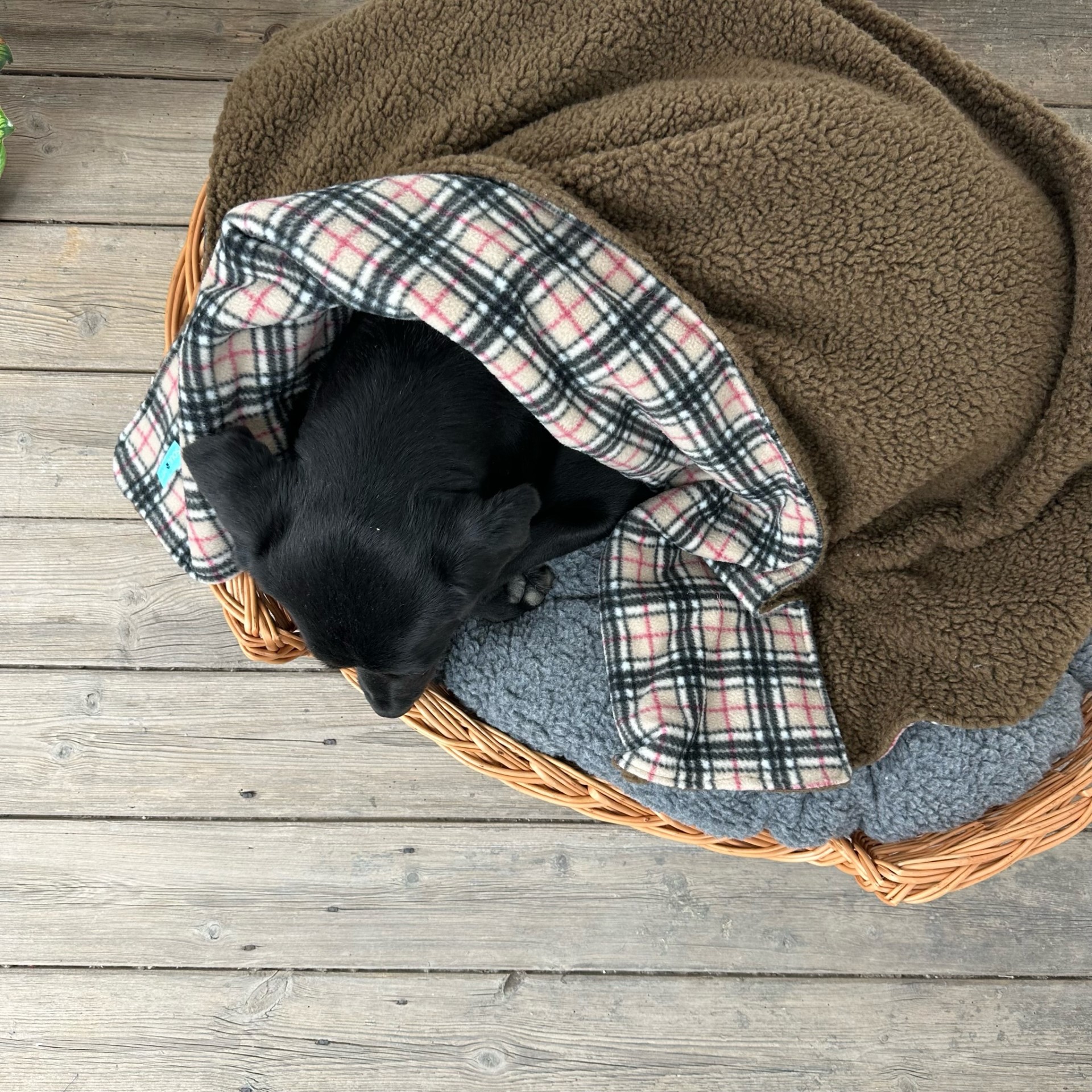 Brand new sherpa fleece check pet blanket